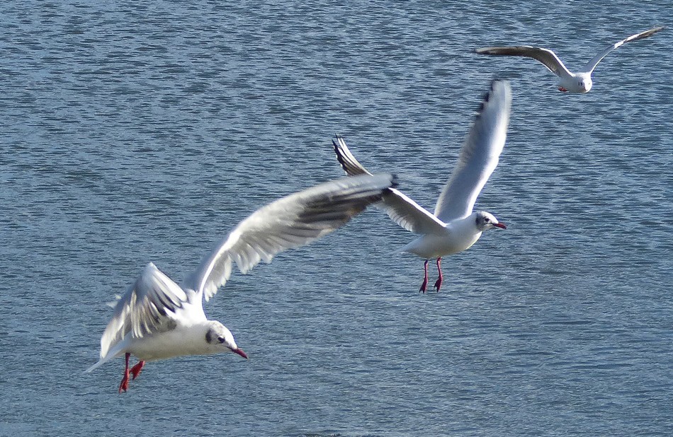 Volent les Mouettes Rieuses