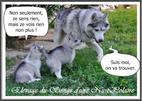 Portée Husky Elouka J+42 (3 août 2014)