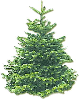 la fin du sapin 