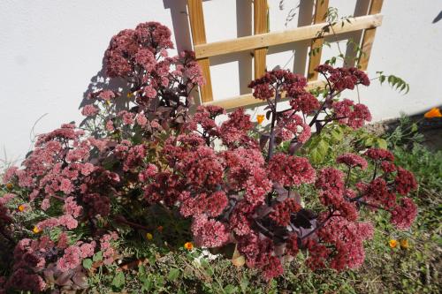 bouture de sedum