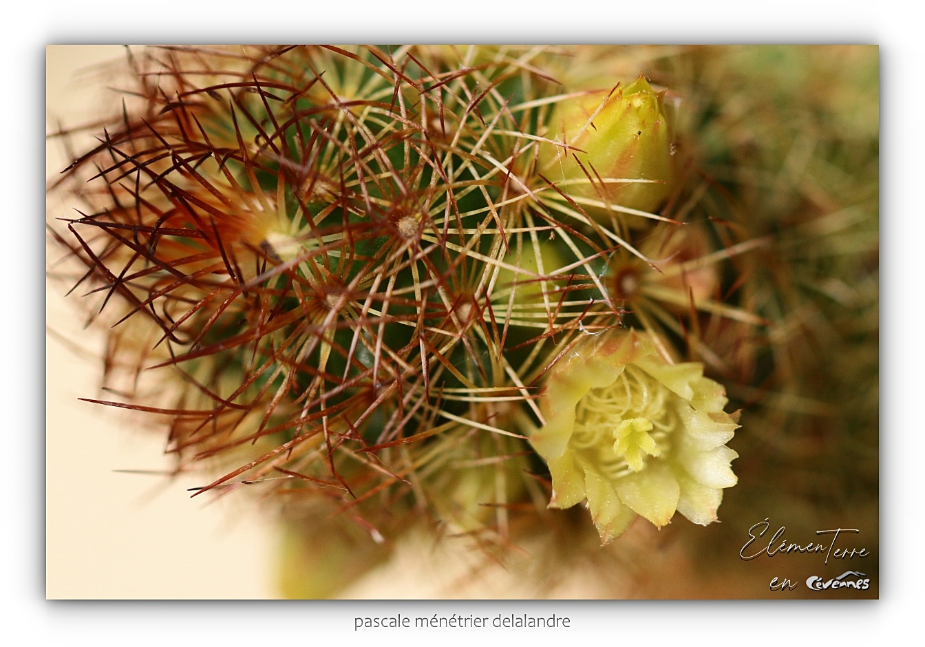 Cactus Echinocereus chloranthus