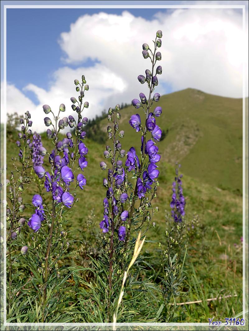 Aconit napel, Casque-de-Jupiter, Aconit tue-loup bleu (Aconitum napellus subsp. napellus) - Port de Balès - 31 / 65