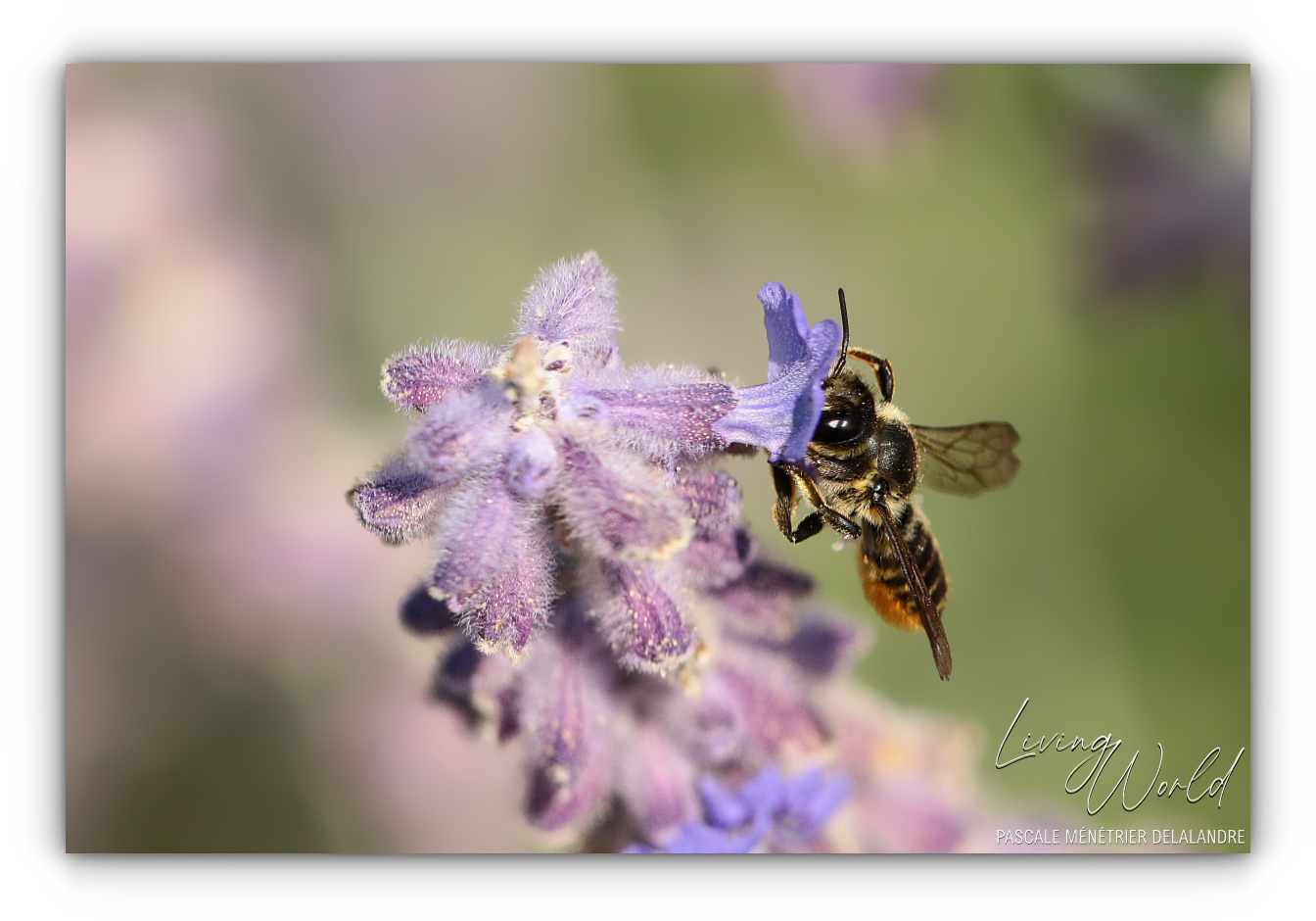 Abeille tapissière (et découpeuse)