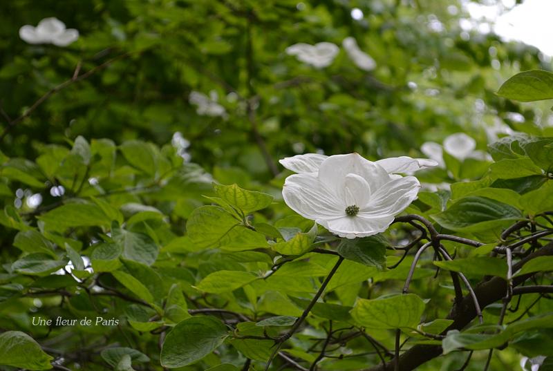 Jardin du Luxembourg : L'Exochorda x macrantha "The Bride"