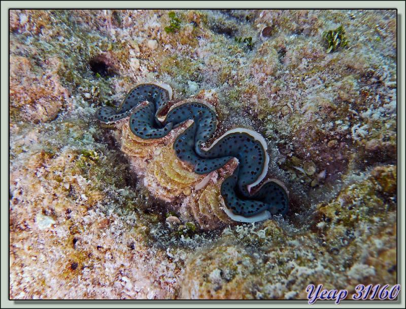 Bénitier - Motu Varney (Royal Tikehau) - Atoll Tikehau - Archipel des Tuamotu - Polynésie française