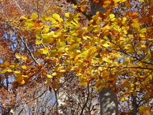 L'automne à l'Aigoual