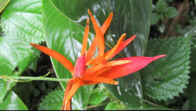 MARTINIQUE AOUT 2017 FLEURS ET FRUITS (3)