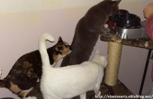 Solution pour réunir le trio