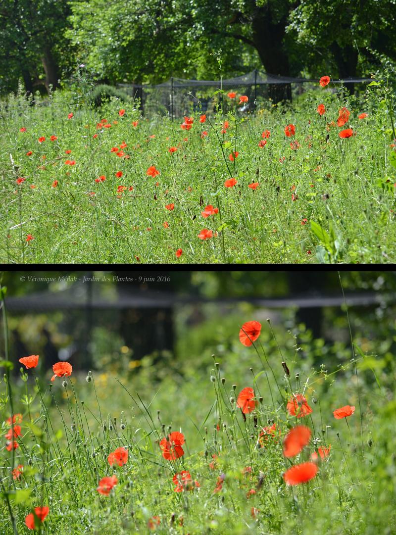 Jardin des Plantes de Paris : Jolis coquelicots (Jardin écologique)
