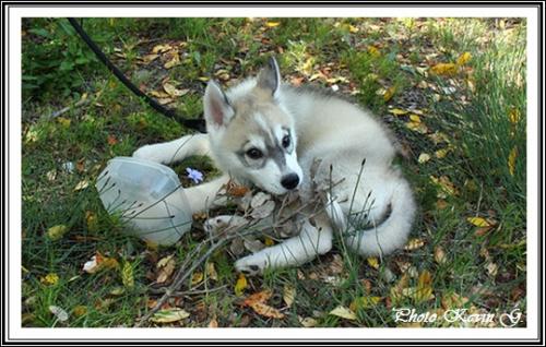 Javik (2,5 mois)