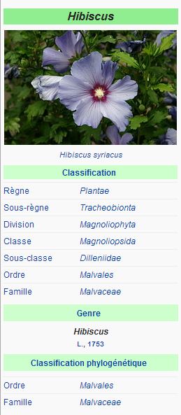 Hibiscus