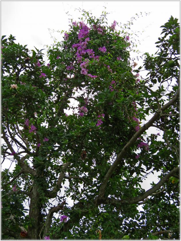 FLEURS  VENUS  D'AILLEURS 