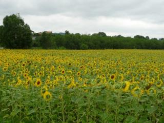 Tournesol la fleur d'été par excellence 