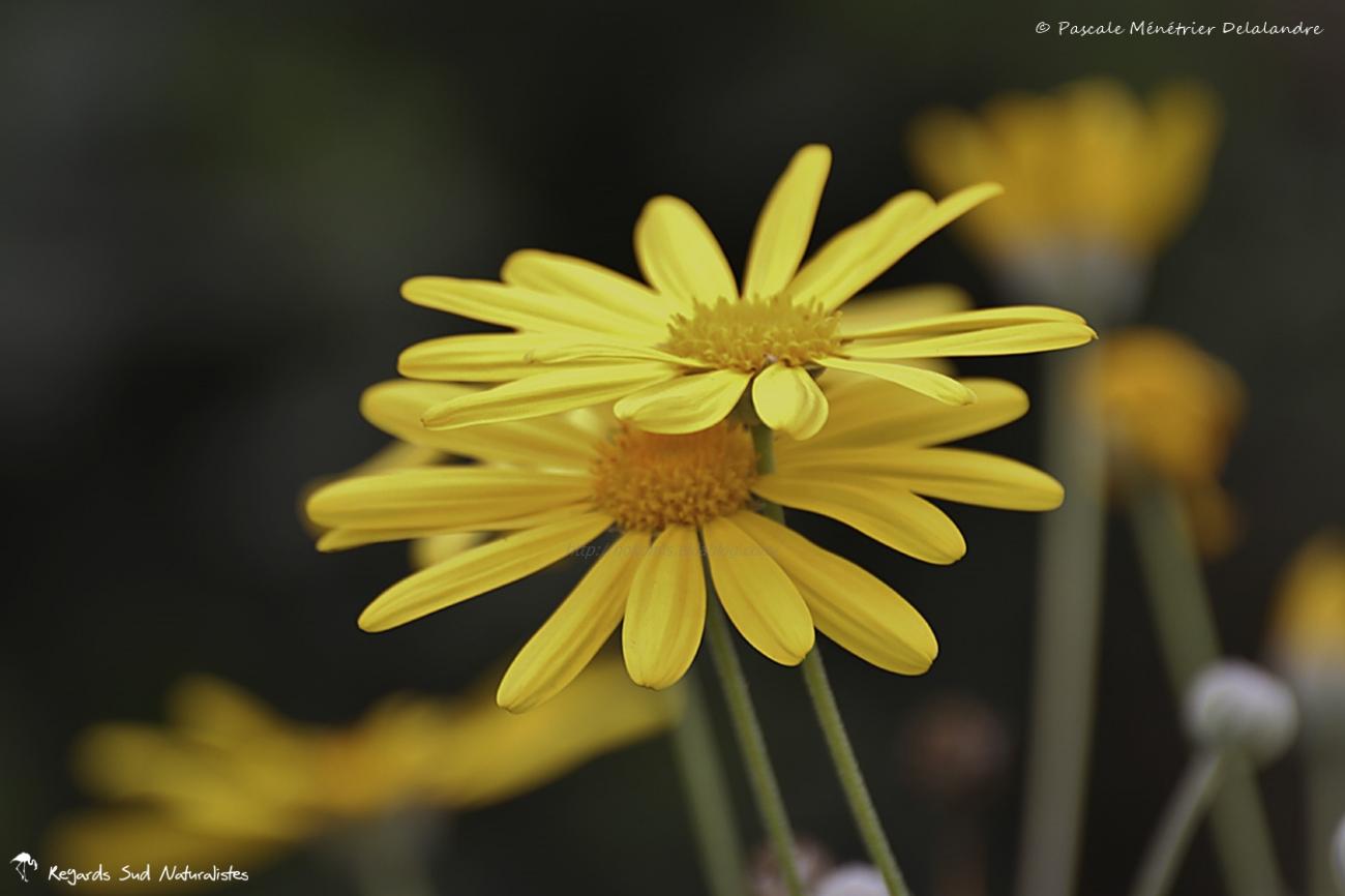 Euryops pectiné - Euryops pectinatus