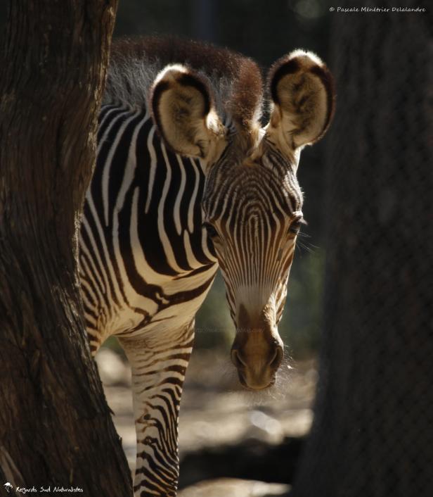 Zèbre de Grevy (Equus grevyi)