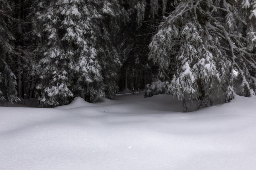 Forêt du Jura