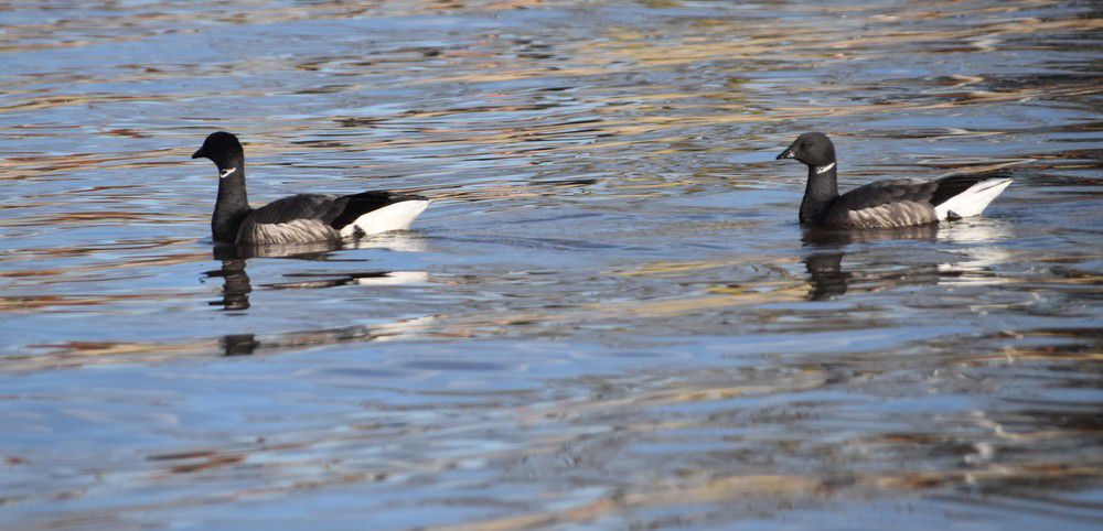 Oies bernaches près de la jetée d'Arès - février 2024...