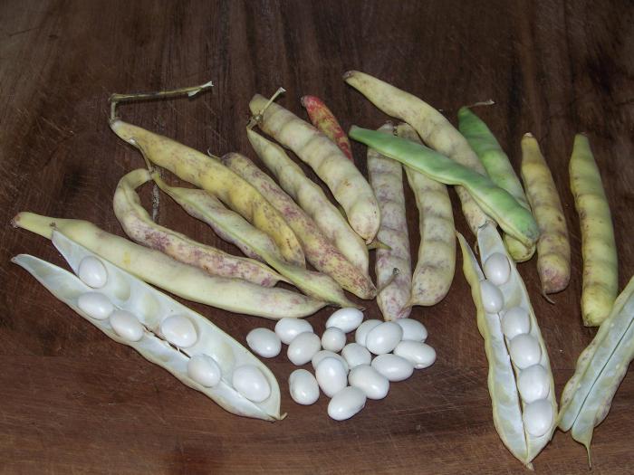 Légumes du mois de Septembre