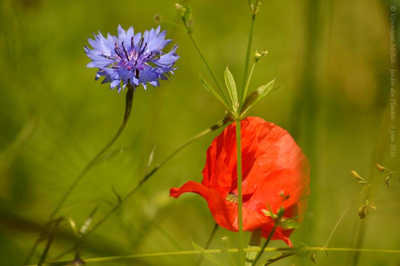 Jardin des Plantes de Paris : Jolis coquelicots