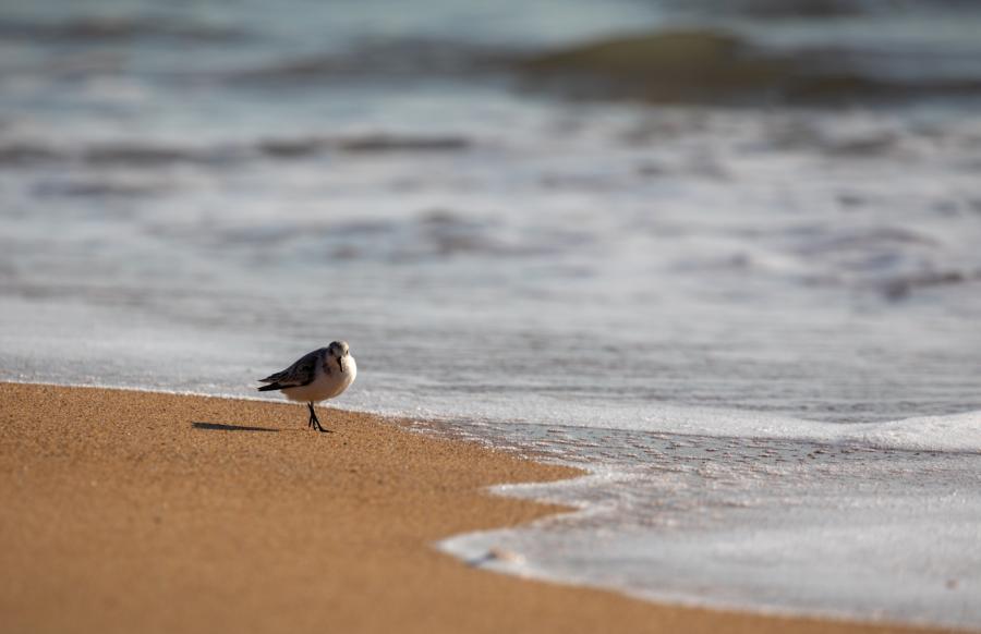 Bécasseau Sanderling