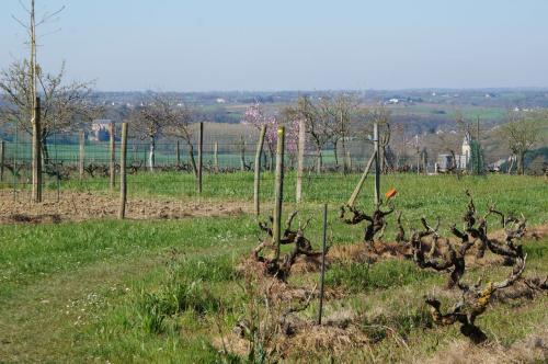 Saint Aubin de Luigné (fin du circuit)