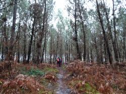 CR / RANDO 15 / ST-MEDARD-EN-JALLES