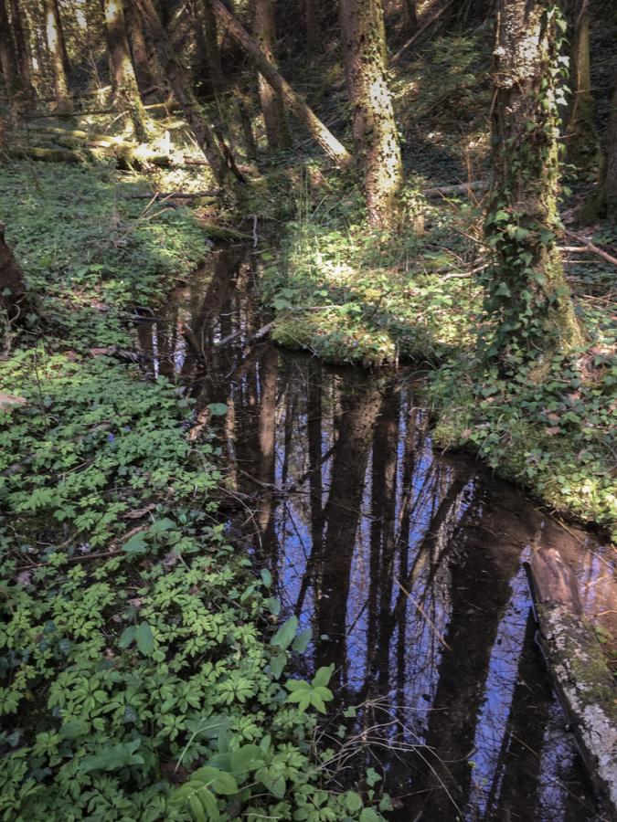 reflet foestier
