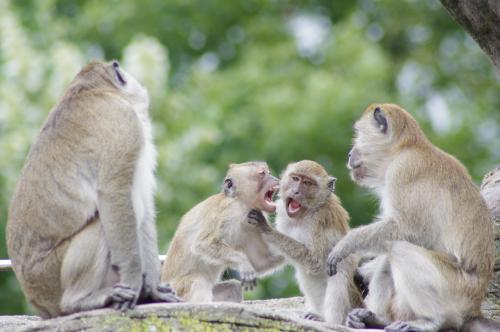 (c) - David Gourdot. 