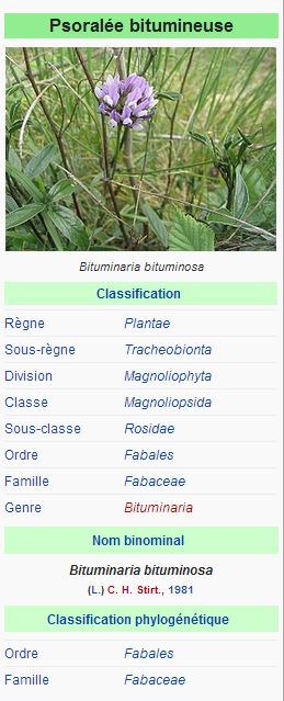 Psoralée bitumineuse, (Bituminaria bituminosa (L.) Stirton.)