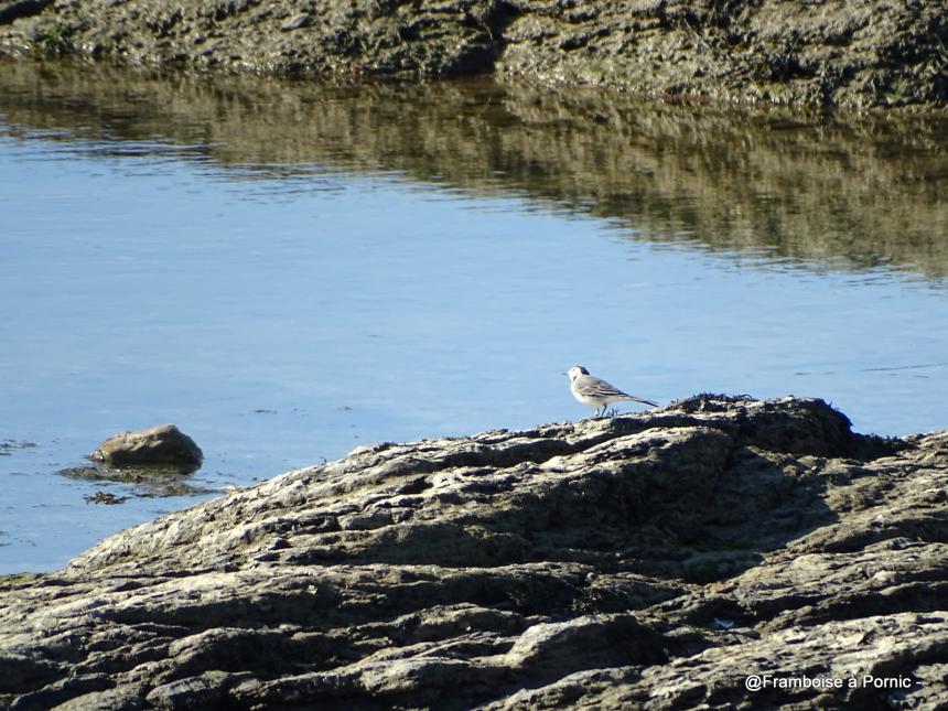 Les oiseaux de la Prée à la Plaine sur Mer - 44- Bergeronnette grise