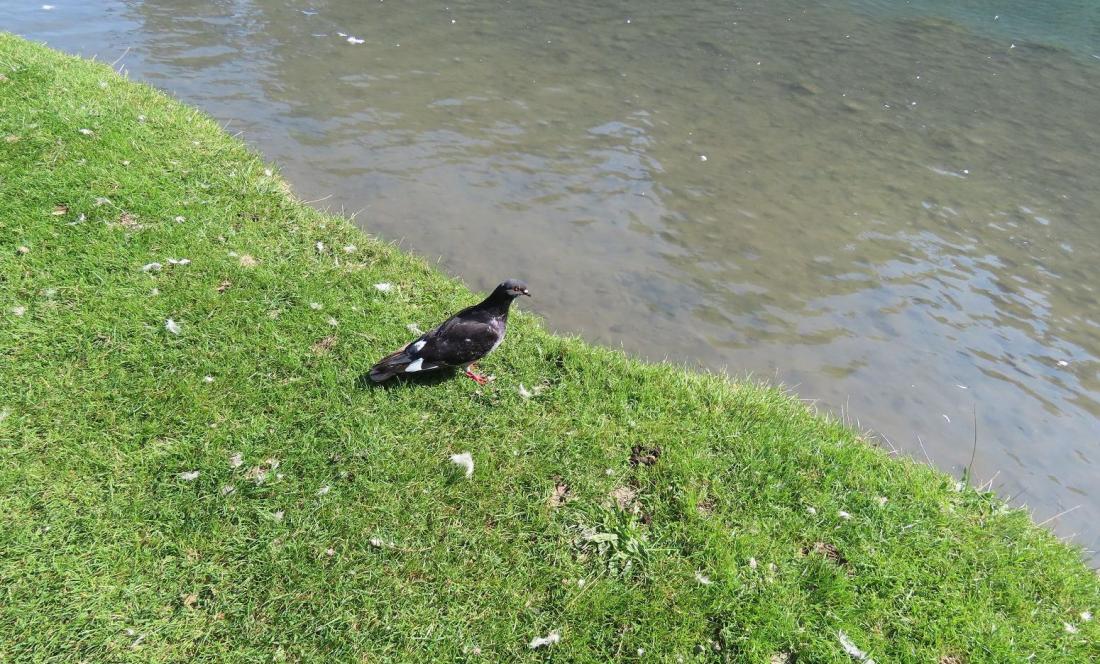 Vizille le château -2