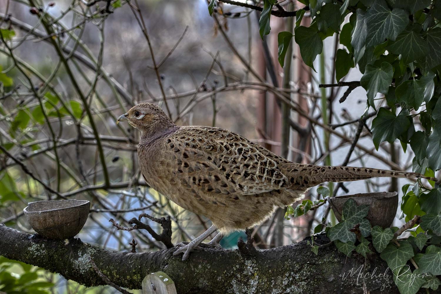 Poule faisane égarée