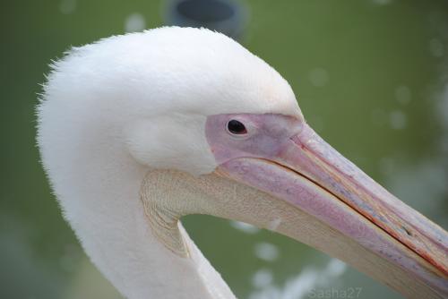 (1) Le pélican blanc.