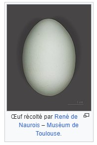 Les Hérons garde-boeufs préparent le nid...