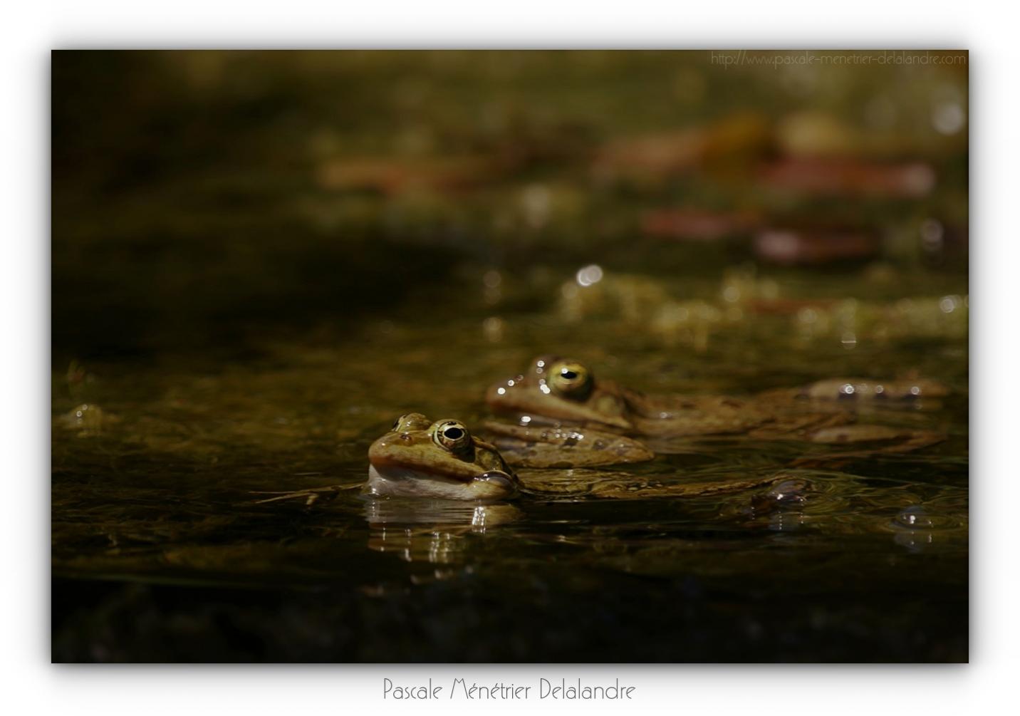 Grenouille rieuse - Pélophylax ridibundus
