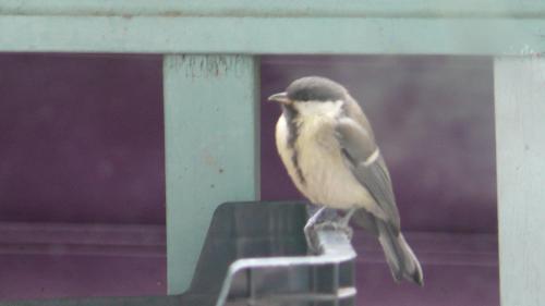 oiseaux