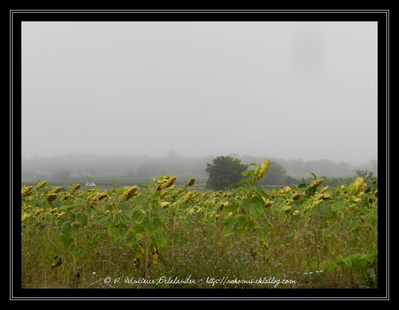 Sur la route de Foissac - Gard