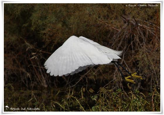 Aigrette garzette 