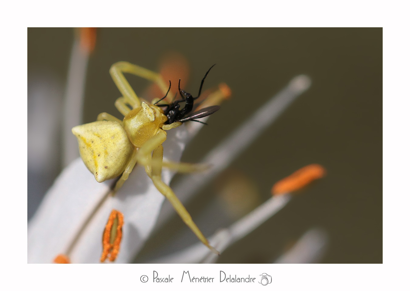 Thomise enflée ♀ sur Asphodèle - Thomisus onustus  