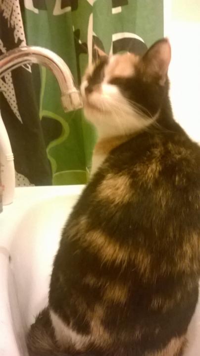 Chipou et son robinet