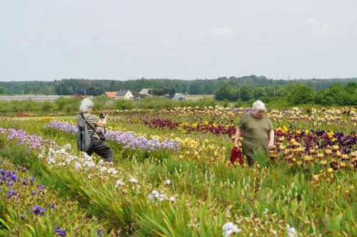 Les iris de Bourdillon