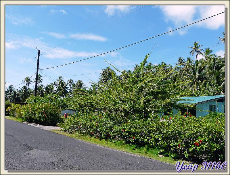 Bord de route - Raiatea - Polynésie française