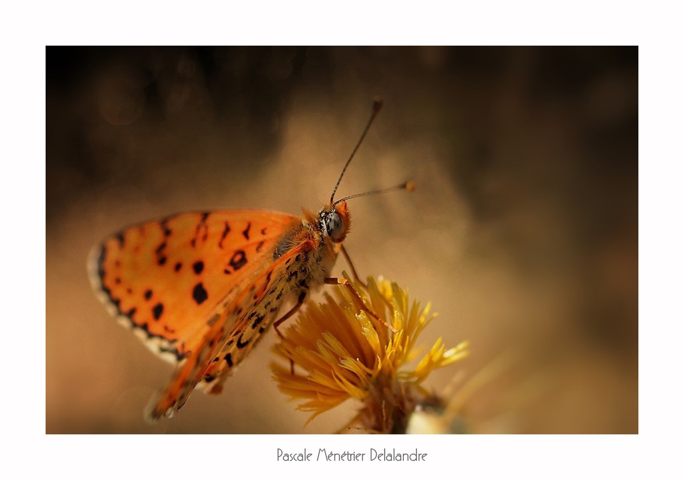 Jeux d'ombre et de lumière sur les Lépidoptères.