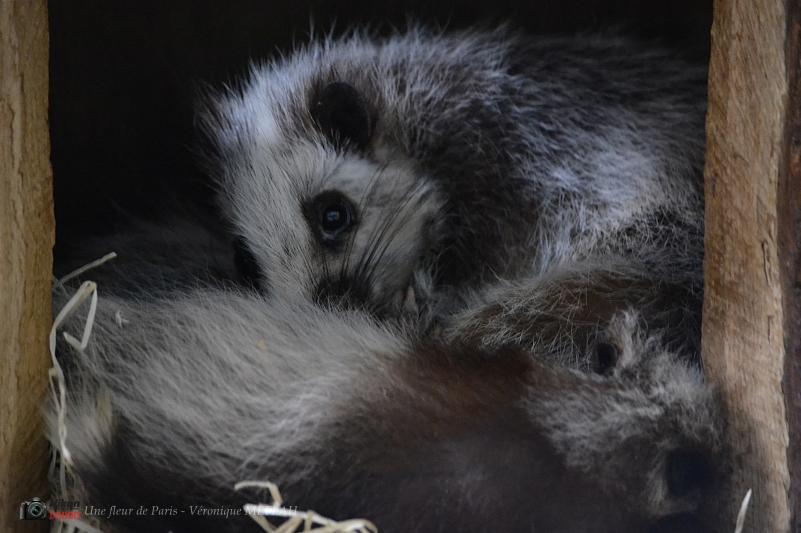 Ménagerie du Jardin des Plantes : Le Rat des Nuages