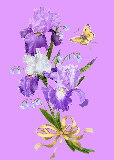L'iris ..."le messager" ... ..