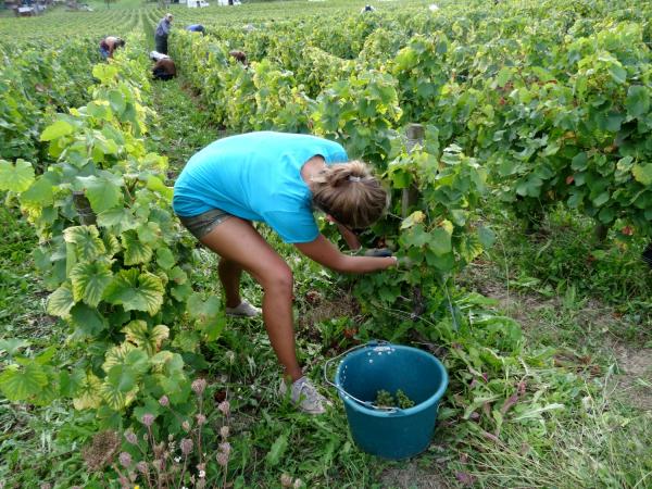 Les vendanges 2014 au Domaine Brigand de Massingy