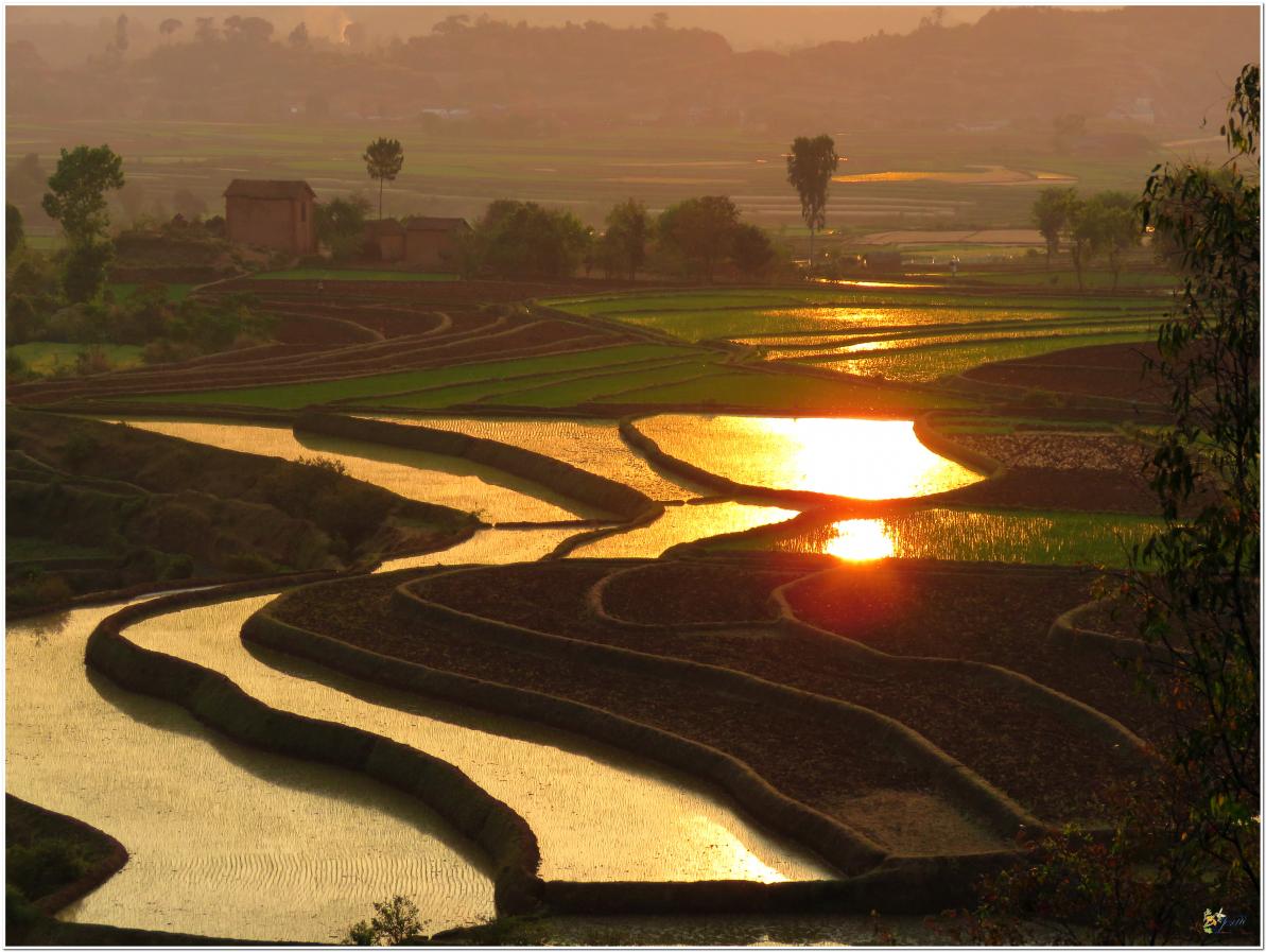 COUCHER  DE  SOLEIL  DANS  LES  RIZIERES 