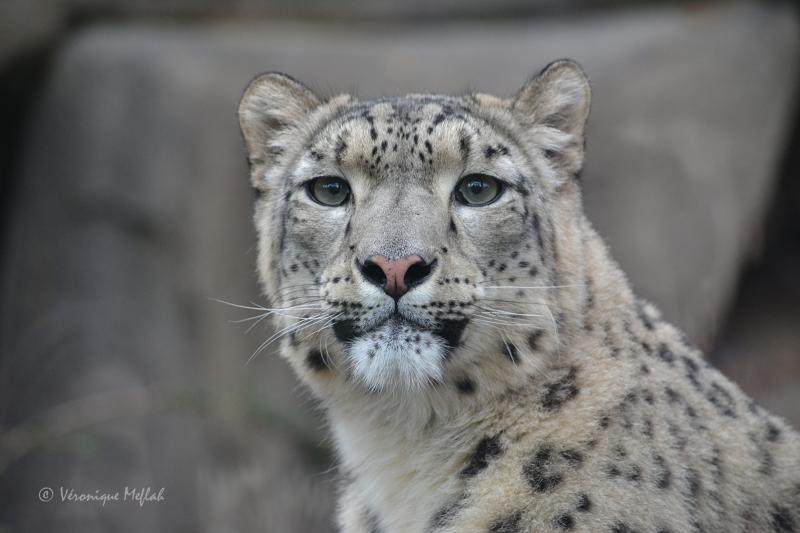 Ménagerie du jardin des Plantes : Karu