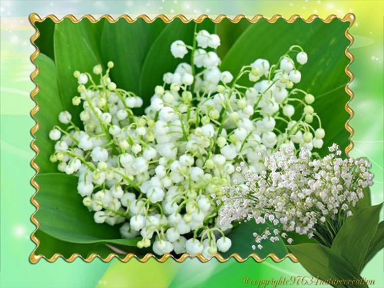 des fonds (fête du Muguet )pour vos créations