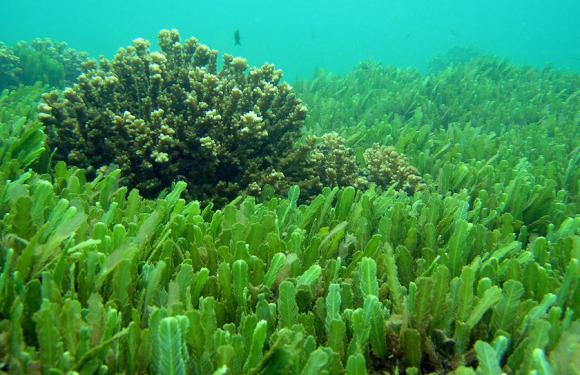http://lancien.cowblog.fr/images/Images3/Chlorella.jpg